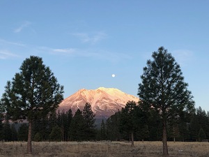 Mount Shasta and Trees