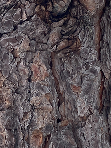 Natural Tree Art by Tara Gardner