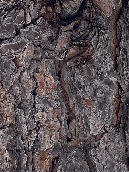 Natural Tree Art Print