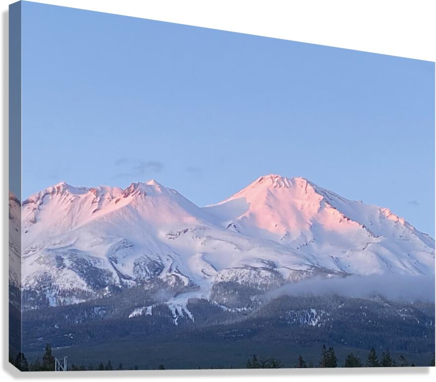 Mount Shasta Pink and Gold Alpenglow Canvas Print