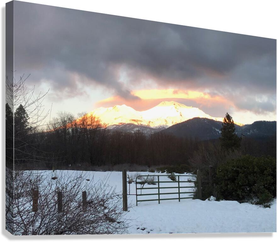 True Gold Alpenglow Canvas Print