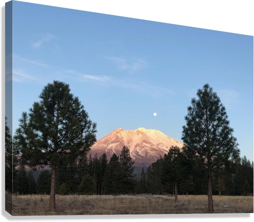 Mount Shasta and Trees Canvas Print