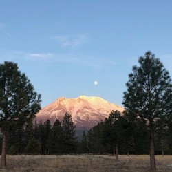 Mount Shasta and Trees